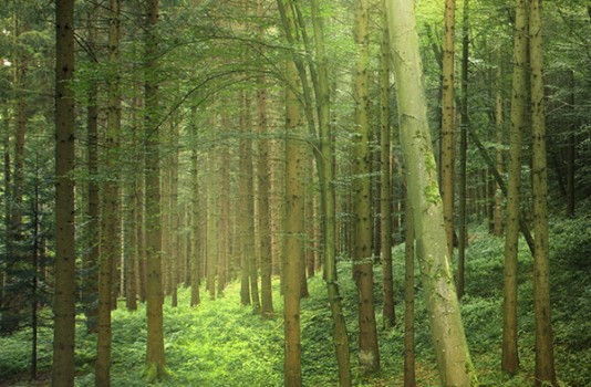 Sunlight in natural Forest CERFLOR - Vector
